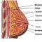 Какие бывают формы женской груди и сосков